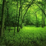 Green Forest Wallpaper