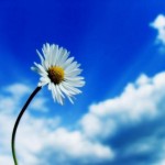 nice flower wallpaper