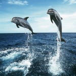 2 Dolphins Loving Wallpapers