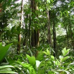 Amazon Rainforest by view world beauty wallpaper