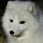 Arctic-Fox-wallpaper-4