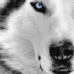 Arctic Wolf wallpaper 3