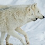 Artic wolves couple wallpaper