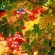Autumn Leaves Wallpapers