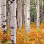 Birch Forest Wallpaper