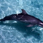 Black Dolphin in the Pool Wallpaper