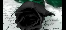 Black Rose Wallpapers