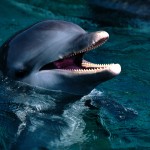 Bottlenose Dolphin Wallpaper