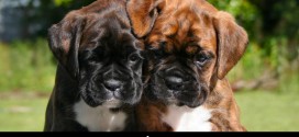 Boxer Puppy Wallpapers