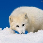 Curious Arctic Wolf wallpaper