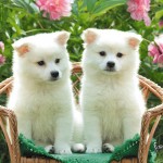 Cute-Puppies-Wallpaper---