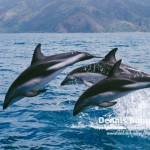 Dusky Dolphin Wallpaper 2