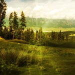 Enchanted Forest Wallpaper HD