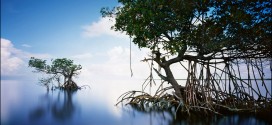 Everglades Wallpapers