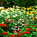 Flower Garden Wallpaper HD