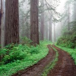 Forest Road, Redwood National Park, California Wallpaper
