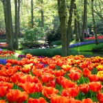 Gardens Keukenhof Lisse South Holland The Netherlands Wallpaper