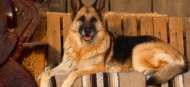 German Shepherd Wallpapers