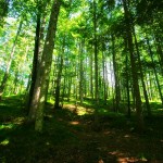 Green Forest Wallpaper