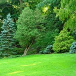 Green Garden Wallpaper Hd
