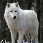 King of arctic wolves by woxys wallpaper