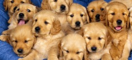 Labrador Puppies Wallpapers