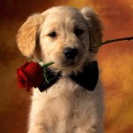 Lovely-Puppy-With-a-rose-Wallpaper