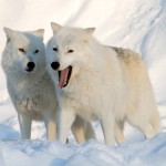 Pair of Artic Wolves wallpaper