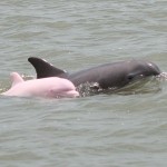 Pink Dolphin Wallpaper HD