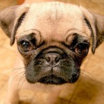 Pug_puppy-Wallpaper-HD