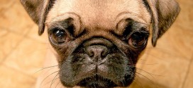 Pug Puppy Wallpapers