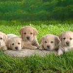 Puppies-Wallpaper