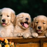 Puppy Wallpaper HD