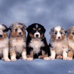 Puppy-Wallpaper-dogs