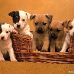 Puppy-Wallpaper-dogs-2