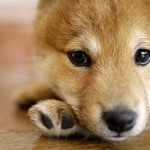 Puppy-wallpaper-