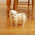 Puppy_dog_wallpaper