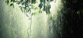 Forest Rain Wallpapers