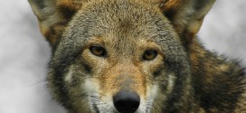 Red Wolf Wallpapers