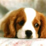 Sad-Puppy-Wallpaper