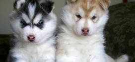 Siberian Husky Puppies Wallpapers