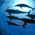 Spinner Dolphin Wallpaper HD