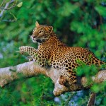 Sri Lankan Leopard Wallpaper-2