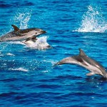 Striped Dolphin Wallpaper
