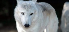 Wolf Wallpapers