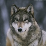 arctic wallpaper 2