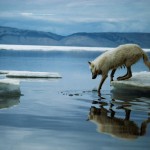 arctic wolf iceberg wallpaper
