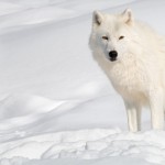 arctic wolf rs wallpaper