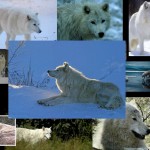 arctic wolf snow scenic wallpaper
