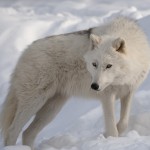 arctic wolf wallpaper 2